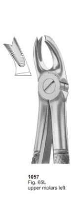  Fig. 65L upper molars left 